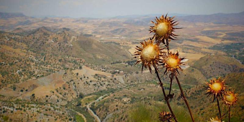 说明：一片茂密的树林，阳光透过树梢洒下斑驳的光影，一位旅人在其中迷茫地张望着，前方有四条不同的道路。