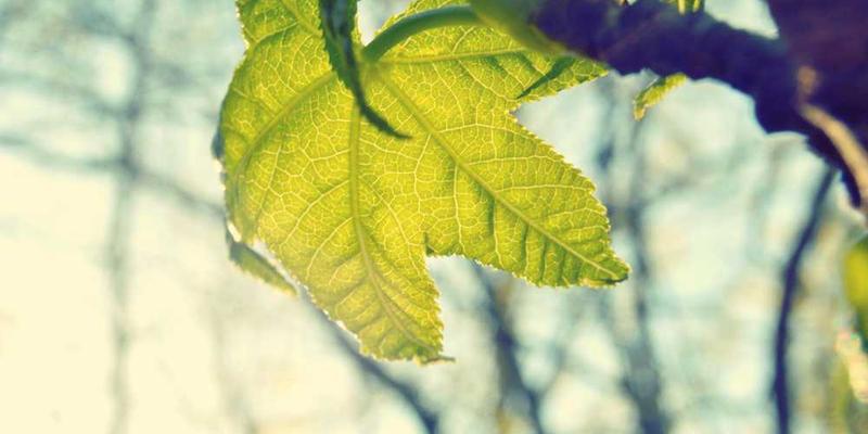 如果我开设一门迷你课程，它会关于什么？——来自读者的投票