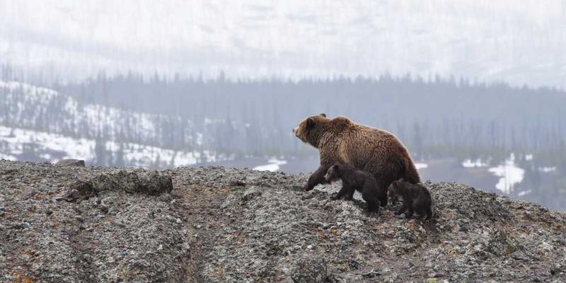 记录一件工具（如螺丝刀）从被需要到被闲置的“职业生涯”