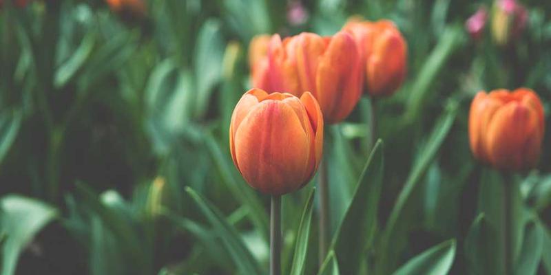 宁静的房间，一个人坐在沙发上，闭上眼睛，仿佛在聆听身体的声音。说明：宁静的房间内部，营造出一种静谧的氛围，人物的表情平静，体现了文章主题的宁静与反思。