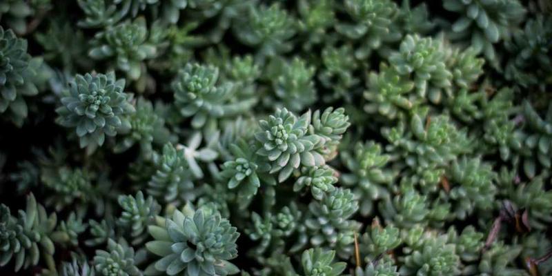 AI厨师尝试融合所有菜系，做出一道被所有文化背景的人评价为“陌生而熟悉”的菜。