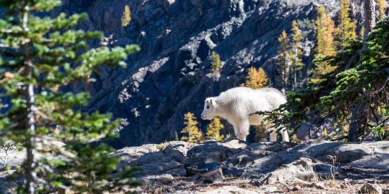 一杯调制好的鸡尾酒,分层清晰,颜色丰富,酒杯旁边放着一支调酒棒和一杯调酒材料