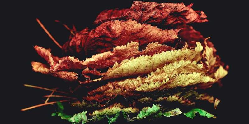 为你窗前的一棵树，记录其四季变化与你心境变化的同步率