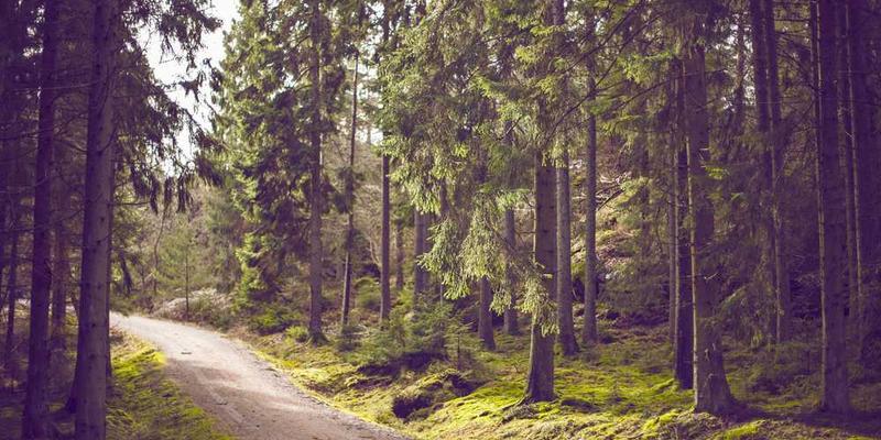一群人在社区花园中交换二手物品，脸上洋溢着喜悦的笑容