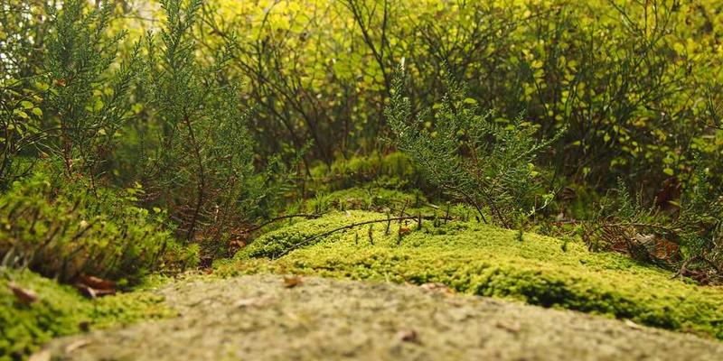 一位读者在阅读报纸时，表情专注，说明：参与者沉浸在阅读中