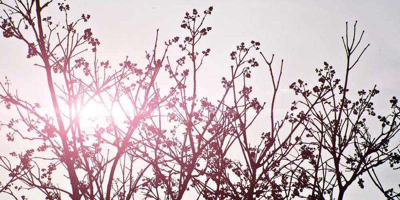 团队通过线上会议共享工作简报的情景，展示团队成员专注的神情和屏幕上的工作简报内容